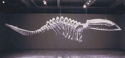 Jungen whale