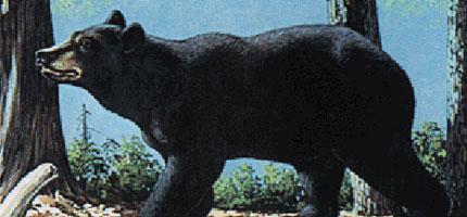 Black bear