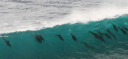 Dolphins surfing