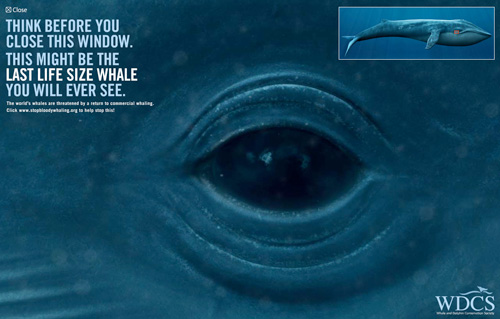 blue whale drawing. the lue whale is